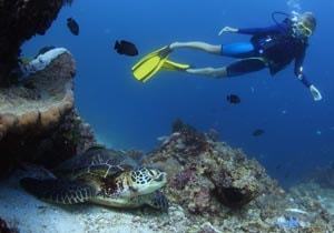 Scuba diving with turtles